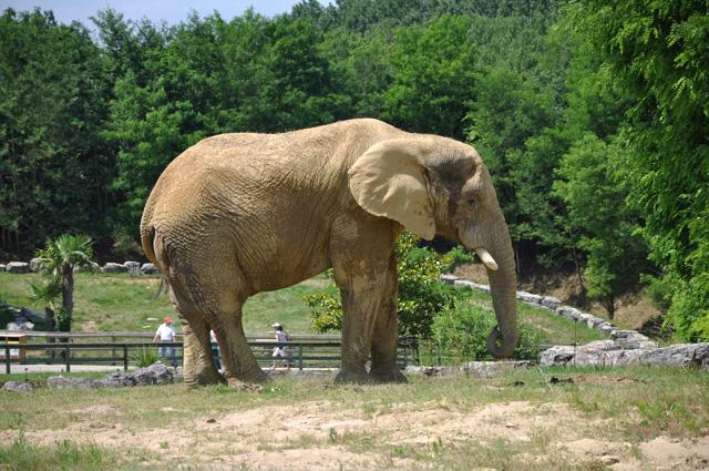 min 2013 07 06 beauval 257